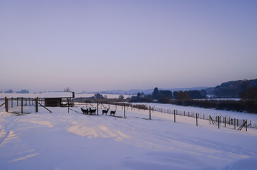 Winter landscape. Deer in a paddock. Animals in nature. Evening in the mountains. Winter Germany.