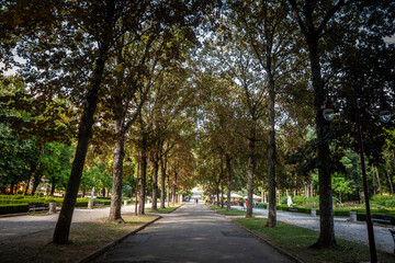 Fototapeta na wymiar Panorama of the main alley and street of park bukovicke banje in Arandjelovac in summer with tall trees and sun. it's a major landmark of the spa city of Arandjelovac in Serbia