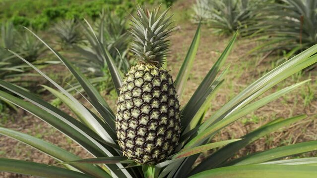 Dolly shot of ripe pineapple on plant. Rural organic farmland