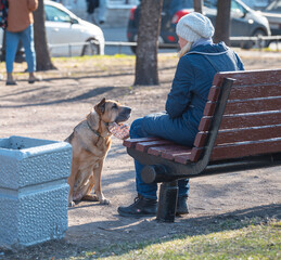 A woman sitting on a bench with her beloved dog. The dog looks at his mistress, who is sitting on a...