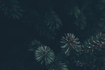 Soft focused Christmas Background with green fir tree brunch close up. Copy space, trendy moody...