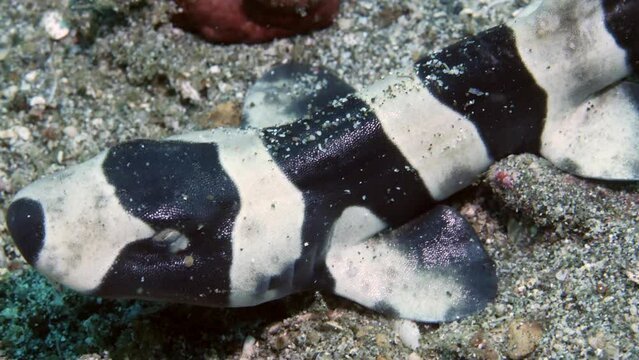 Striped cat shark Chiloscyllium punctatum on underwater seabed. Diet of cat sharks consists of bony fish and invertebrates. They do well in captivity.