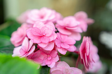 The Blooming pink hydrangea or hortensia flowers with gentle fragrance in the garden.