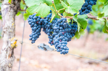 Close-up blue wine grapes hang on a vine plant in a wine country during autumn, green leafs around the grapes