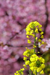 春の訪れを告げる花