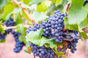 Close-up blue wine grapes hang on a vine plant in a wine country during autumn, green leafs around the grapes