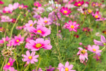 Obraz premium Beautiful cosmos flowers in the garden.