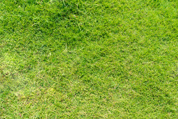 Green lawn texture background image.