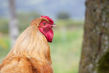 gallo