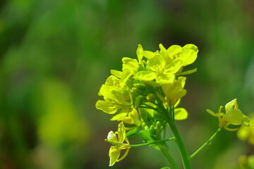 春の訪れを告げる花