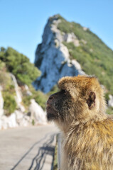 Portrait of lone Barbary ape (Macaca Sylvanus) in profile looking away at Gibraltar's Upper Rock.
