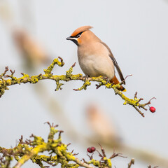 Bohemian waxwing feeding on red berries in tree