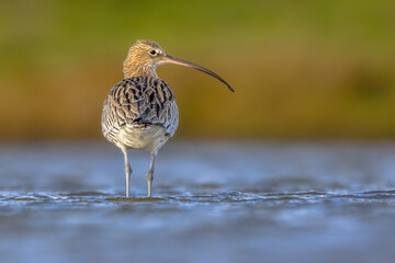 Eurasian curlew wading in tidal marsh waddensea