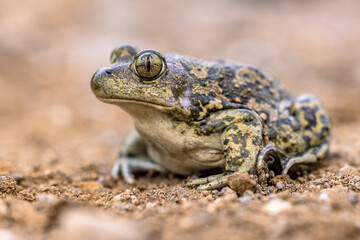 Eastern spadefoot toad in natural habitat