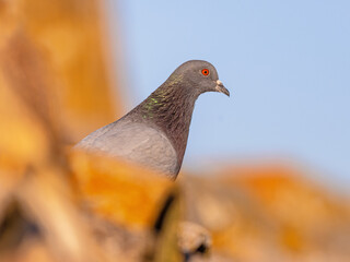 Rock Pigeon on roof top with bright background