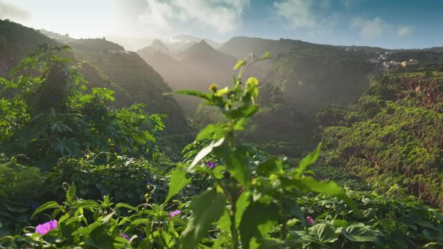 Nature of Canary islands. Gimbal sunset shot of lush greenery and flowers of the Canarian island of La Palma. Camera moves along green bushes with purple flowers, mountains at sunset in the background