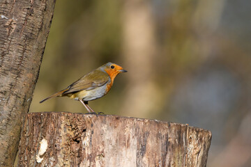 Eurasian Robin, Erithacus Rubecula, Perched on a tree stump, Winter,side view, looking right.