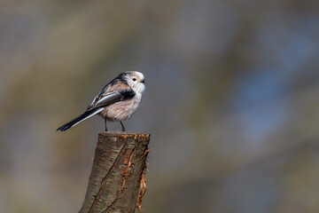Long Tailed Tit, Aegithalos caudatus, perched on a tree stump. winter, side view looking right.