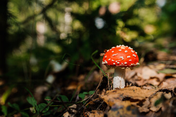 Red fly agaric grows in the forest among the leaves