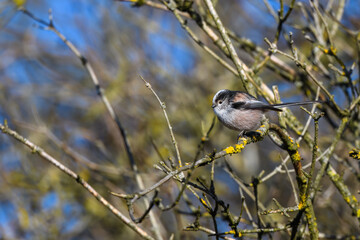 Long Tailed Tit, Aegithalos caudatus, perched on a tree branch. winter, side view looking left.