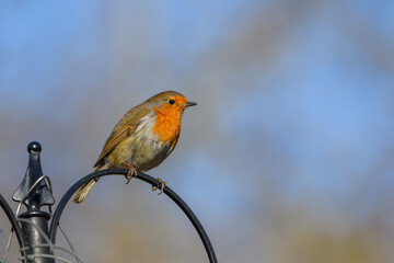 Eurasian Robin, Erithacus Rubecula, Perched on a bird feeder, Winter,side view, looking right.