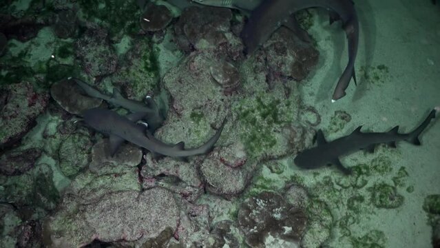 Group of reef sharks swim nonstop on sandy afternoon in search of food. Sight of group of reef sharks swimming gracefully through crystal-clear waters of coral reef is truly amazing sight.