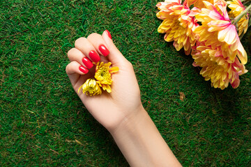 female hand with red nail design holding yellow flowers on green grass background. Beauty treatment and hand care concept. flat lay