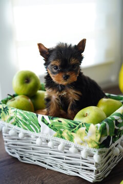 Cute little Yorkshire terrier puppy, beloved pet, climbed into white wicker basket with green juicy apples, puppy staring into camera, miniature breed of good mood, home entertainment