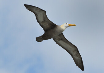 Waved Albatross flying, Galapagos