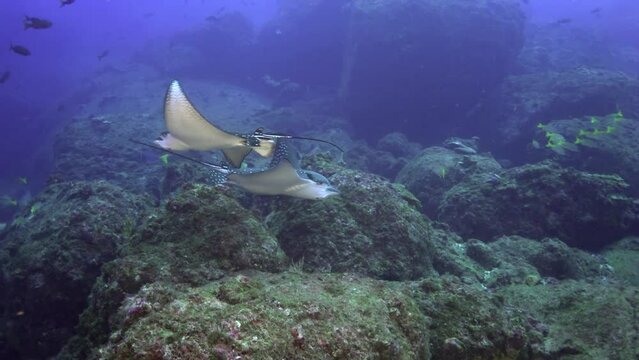 Nice black-spotted stingray swims through underwater current on ocean floor. Black-spotted Stingray is unique species of ray found in ocean, easily recognizable by its distinctive tail.
