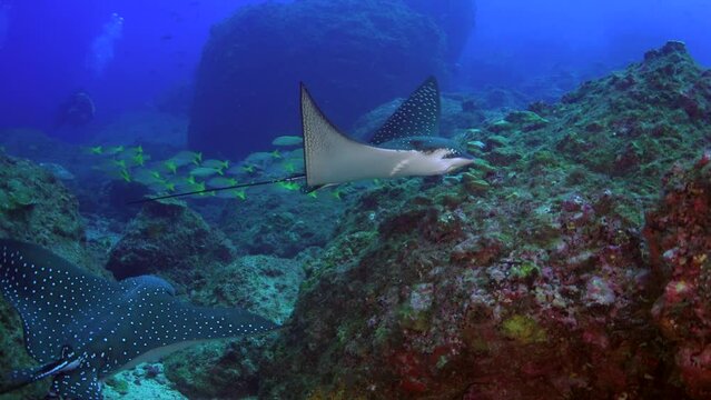 Amazing black-spotted stingray sinks quietly bottom of underwater ocean. Black-spotted Stingray is unique species of ray found in ocean, easily recognizable by its distinctive tail.