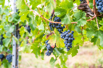 Close-up blue wine grapes hang on a vine plant in a wine country during autumn, green leafs around the grapes