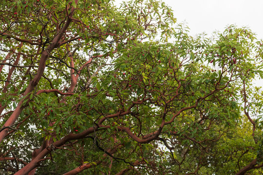 Trunk of arbutus tree with its peeling pink bark. View of Kziv Stream at the end of the Black marked trail, Montfort Nahal Kziv National park, Western Galilee, Northern District of Israel