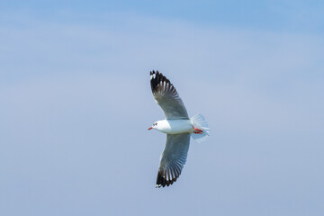 One seagull flying.The seagull is flying in the bright sky.