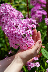 Pink phlox flowers on green background....