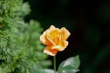 Blooming yellow rose on dark background