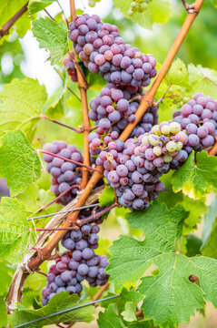 Close-up purple wine grapes hang on a vine plant in a wine country during autumn, green leafs around the grapes