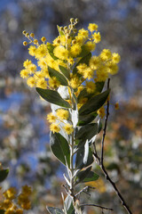 une branche de mimosa