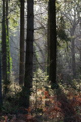 forest in fog