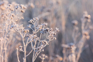 Frost-covered blossoms and grasses glisten in the morning sun on the meadow orchards in Siebenbrunn near Augsburg