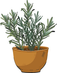 Rosemary aromatic herb plant in flower pot.