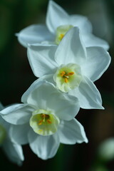 Fototapeta premium 香り漂う冬の花