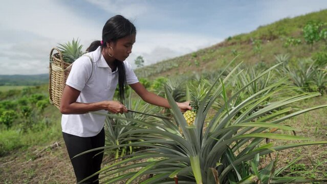 Female worker harvesting pineapple fruit on plantation. Tropical rural agriculture