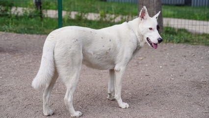 White purebred dog yawns. Dog mouth wide open