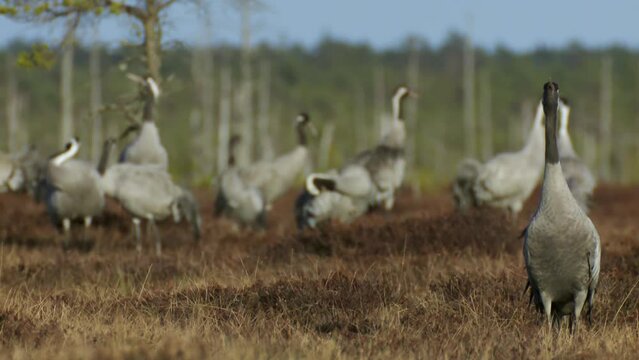 A group of cranes Grus grus feeds and rests in the marsh during spring migration