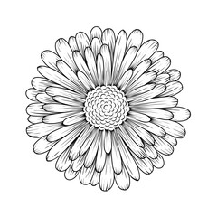 flower isolated vector