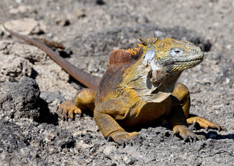 Land iguana, Galapagos