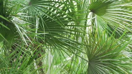 Schilderijen op glas Palm leaves tropical tree plant swaying in wind © Maksim