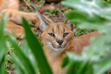 closeup caracal in the zoo