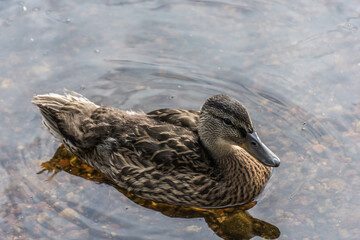 Sunset over a beautiful lake in Sweden